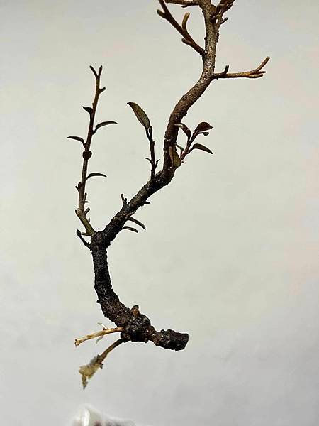 寒茱萸