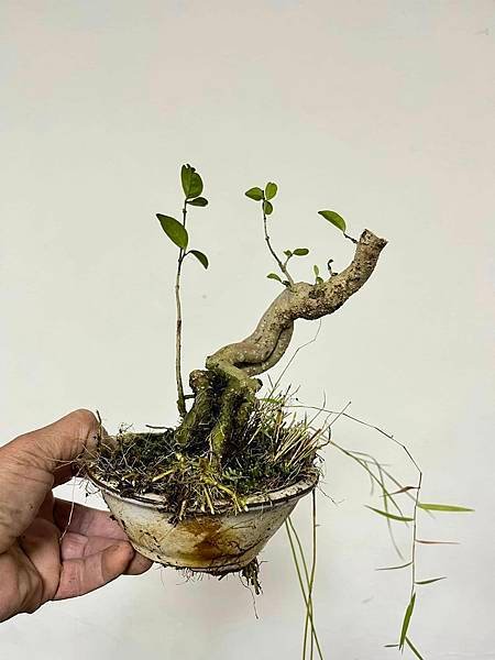 香水梅