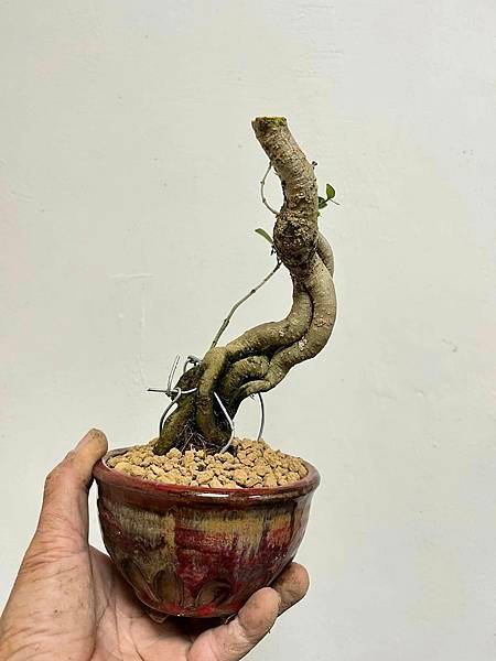 香水梅