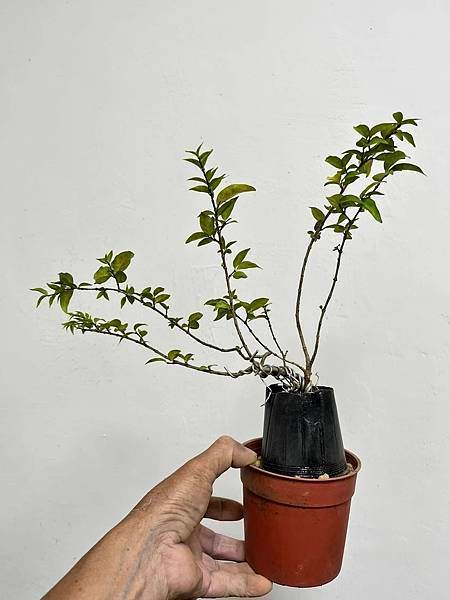 小葉香水梅(苗3)