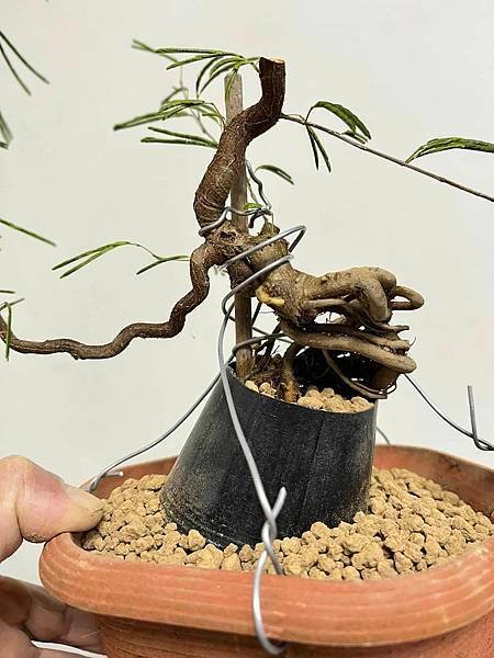 香水粉撲(雙色香水合歡)