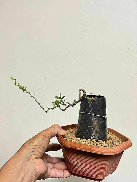 姬鈴薩姆(苗)