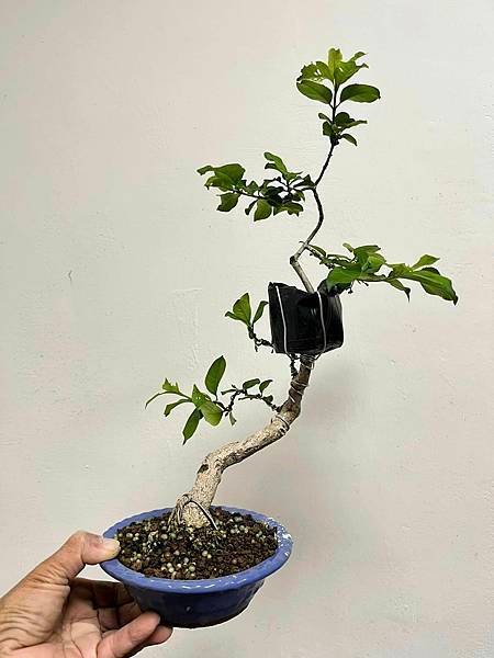 日本真弓