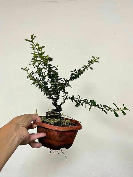 黃果狀元紅(2)