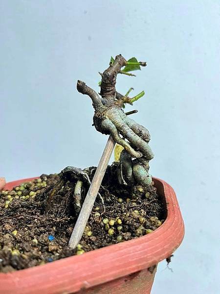 黃果狀元紅(2)