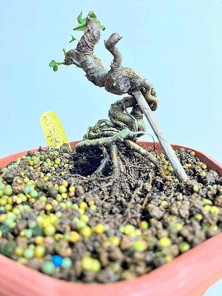 黃果狀元紅(2)