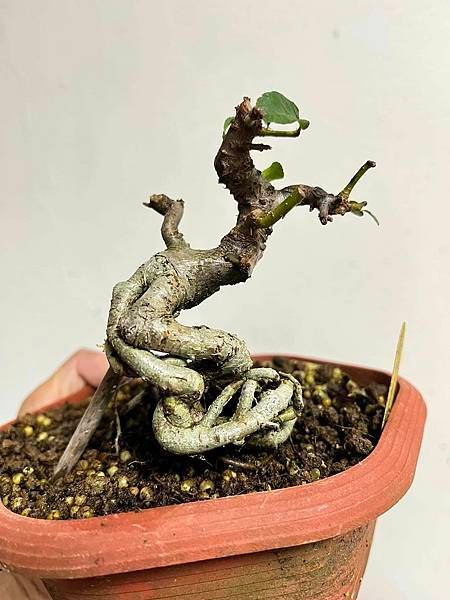 黃果狀元紅(2)