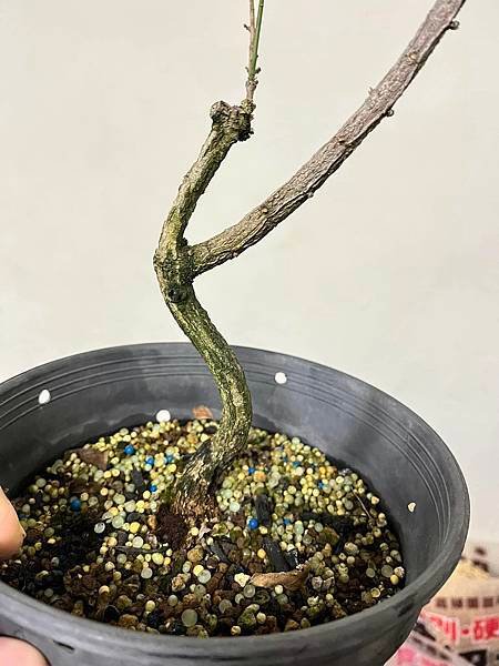 白真弓