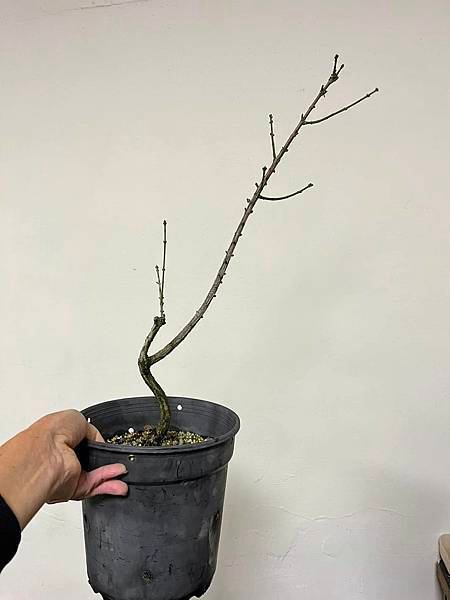 白真弓