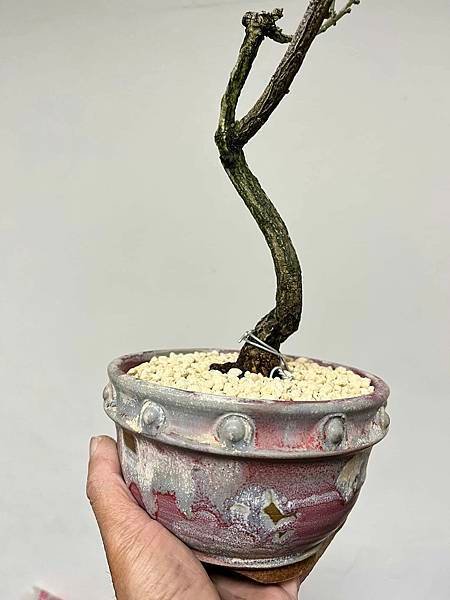 白真弓