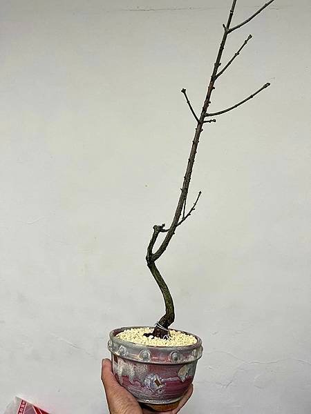 白真弓