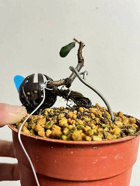 小葉寒茱萸(苗2)