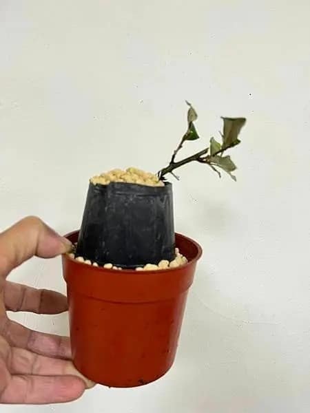小葉寒茱萸(苗2)