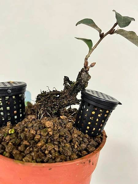 夏茱萸(根插苗)