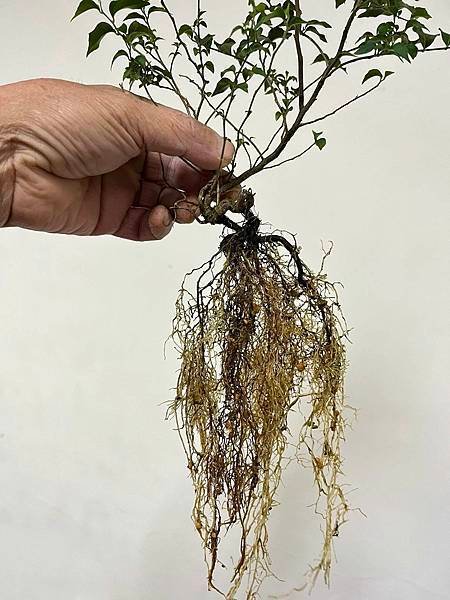 台灣野茉莉(烏皮九芎)~實生株