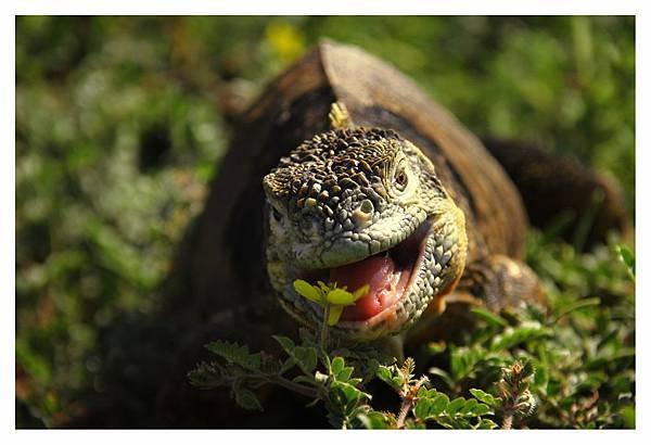 Galapagos Islands-6