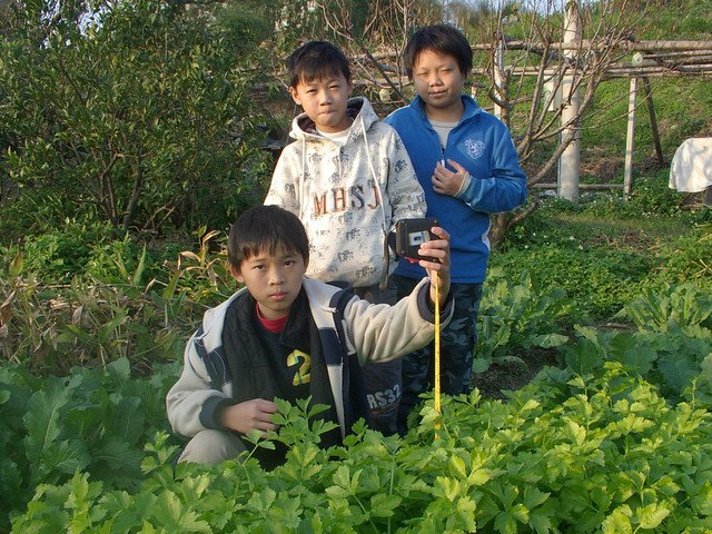 新竹市安親班-芹菜的成長小故事