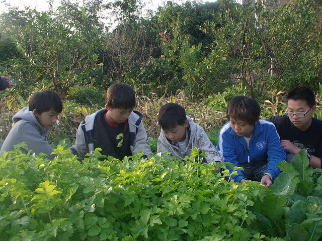 新竹市安親班-芹菜的成長小故事