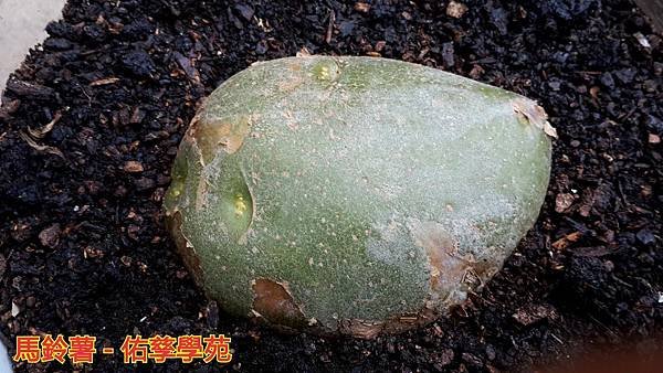 新竹市安親班-植物生態的研討與實作(5上自然)