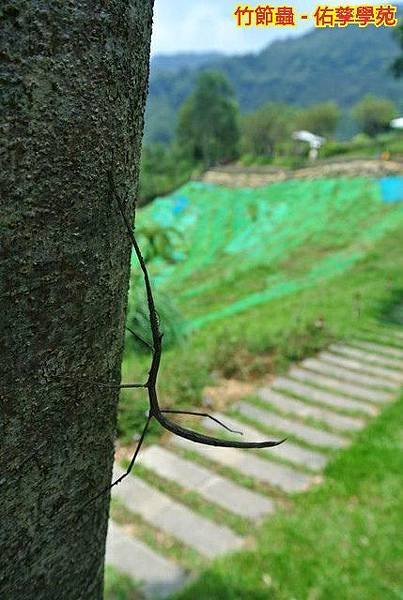 紫色印象--尖石薰衣草森林香氛之旅