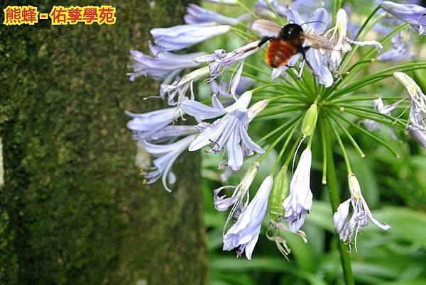 紫色印象--尖石薰衣草森林香氛之旅