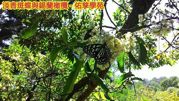 小腳遊大溪-水庫、茶廠、行館教育之旅