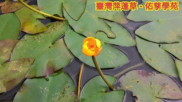 新竹市安親班-自然探索植物的身體(3上自然)