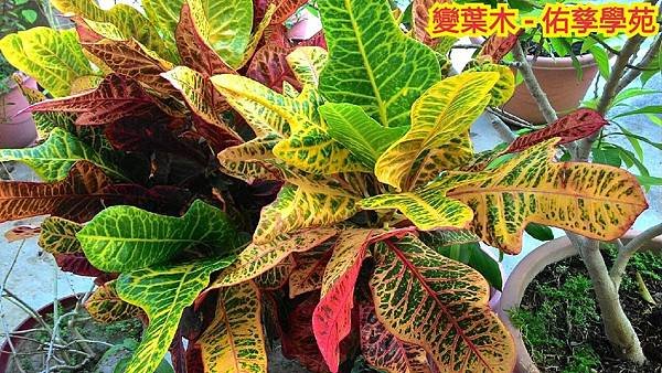 新竹市安親班-自然探索植物的身體(3上自然)