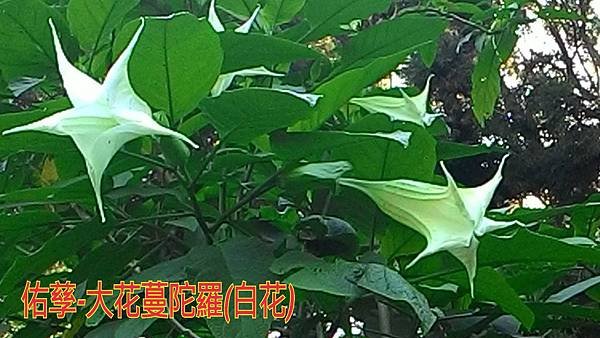 自然探索 - 大花曼陀羅