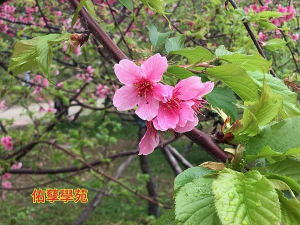 新竹市安親班-佑孳賞櫻趣
