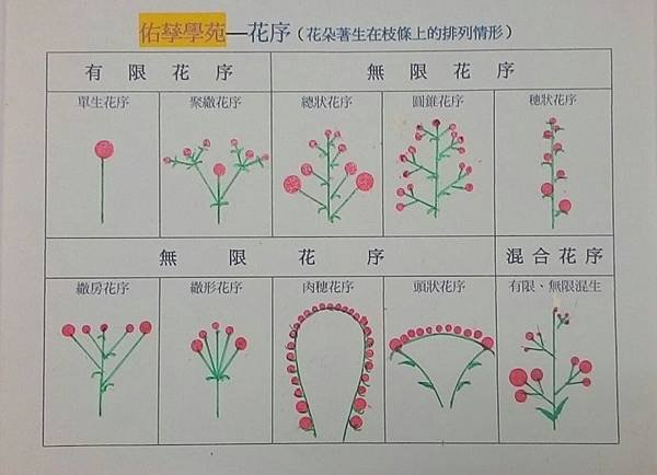 新竹市安親班-自然探索植物的身體(3上自然)