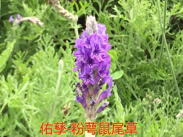 新竹市安親班-自然探索植物的身體(3上自然)