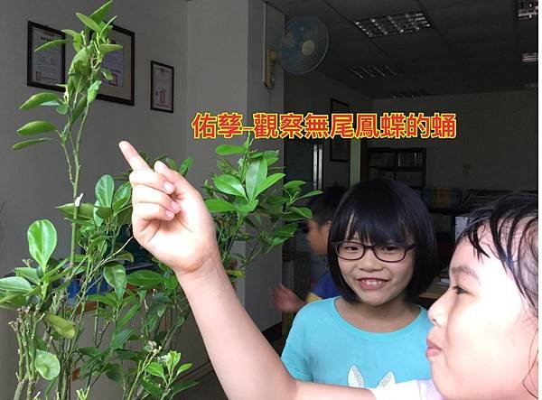 新竹市安親班-翩翩飛舞蝶與蛾(鱗翅目)