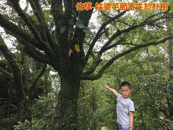 夏令營-自然探索植物篇