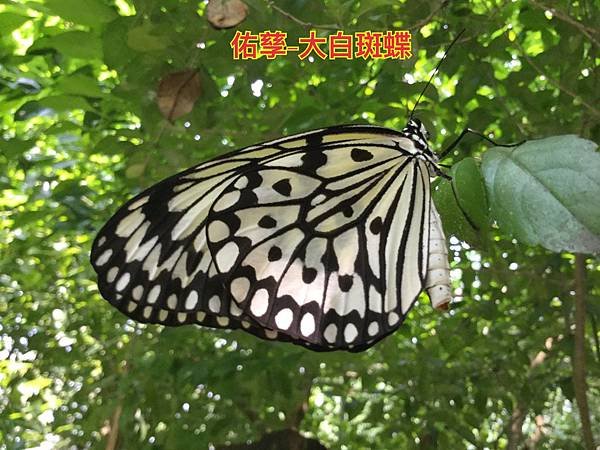 新竹市安親班-自然探索大白斑蝶(四下自然)