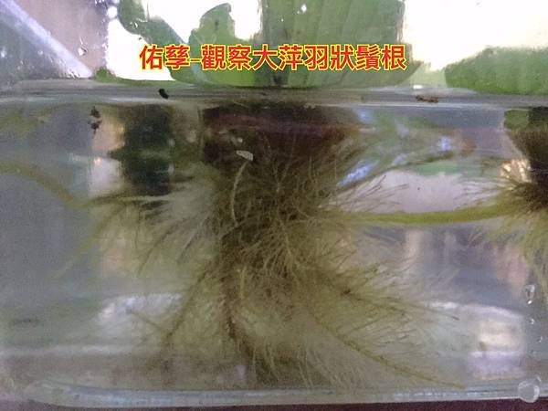 新竹市安親班-自然探索植物的身體(3上自然)