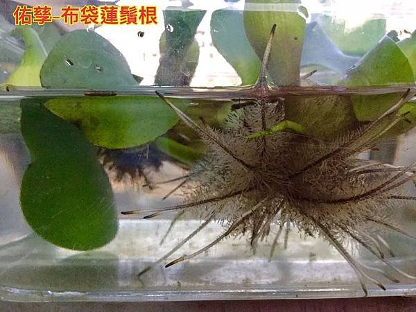 新竹市安親班-自然探索植物的身體(3上自然)