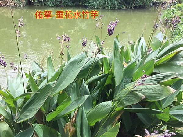 新竹市安親班-自然探索水中植物(4上自然)