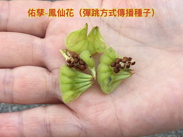 新竹市安親班-植物生態的研討與實作(5上自然)