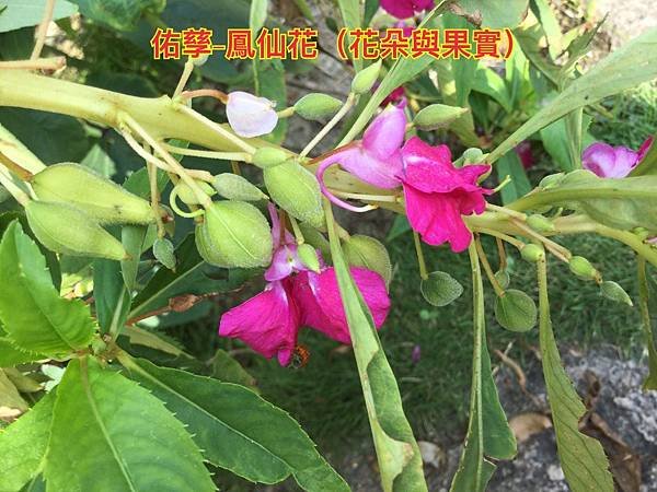 新竹市安親班-植物生態的研討與實作(5上自然)