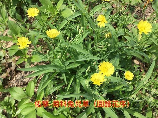 新竹市安親班-植物生態的研討與實作(5上自然)