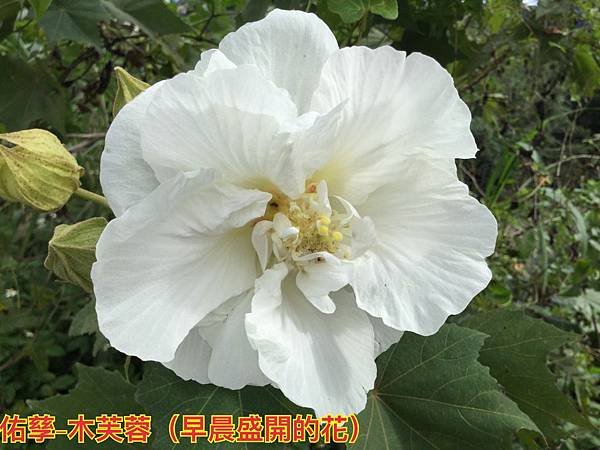 新竹市安親班-植物生態的研討與實作(5上自然)