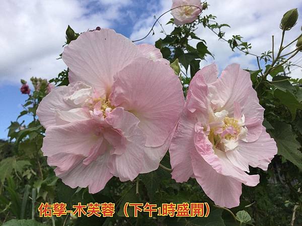 新竹市安親班-植物生態的研討與實作(5上自然)