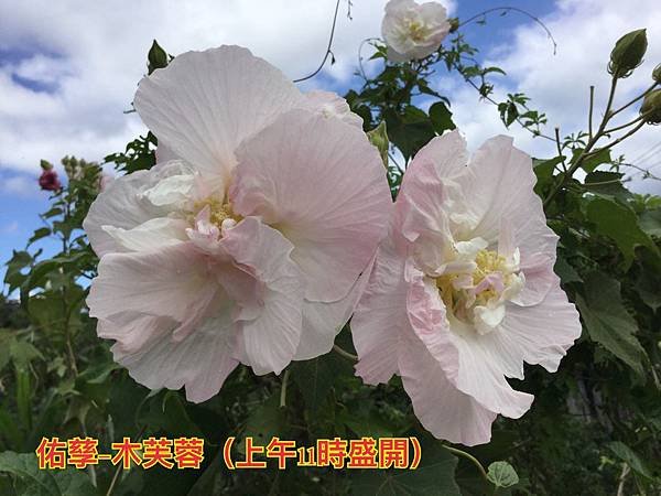 新竹市安親班-植物生態的研討與實作(5上自然)