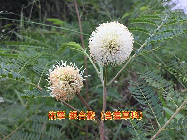 新竹市安親班-植物生態的研討與實作(5上自然)