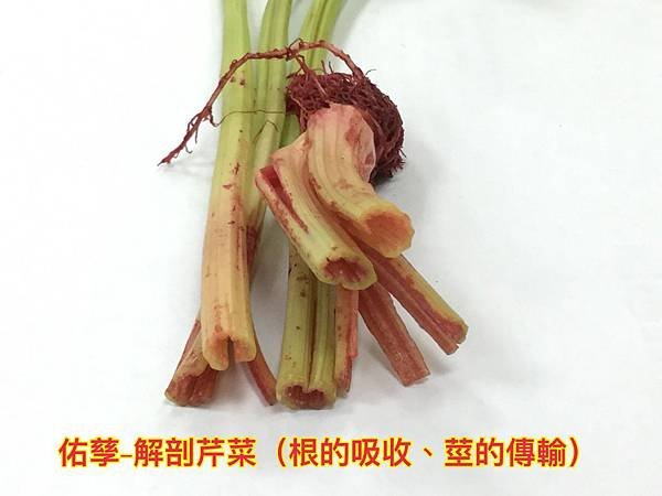 新竹市安親班-植物生態的研討與實作(5上自然)