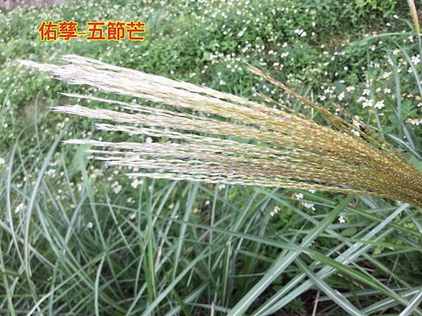 新竹市安親班-自然探索植物的身體(3上自然)