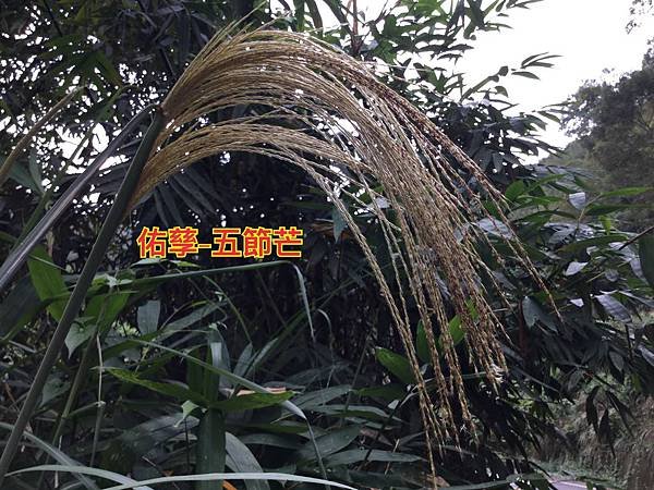 新竹市安親班-自然探索植物的身體(3上自然)