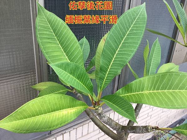 新竹市安親班-自然探索植物的身體(3上自然)