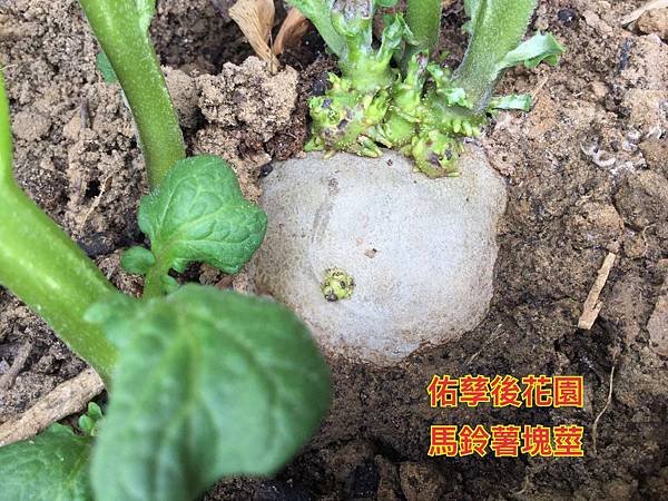 新竹市安親班-自然探索植物的身體(3上自然)